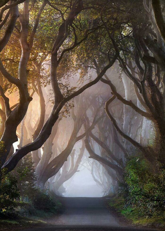 A foggy, enchanting avenue of twisted trees arching over a road. This gentle reset picture is truly satisfying.