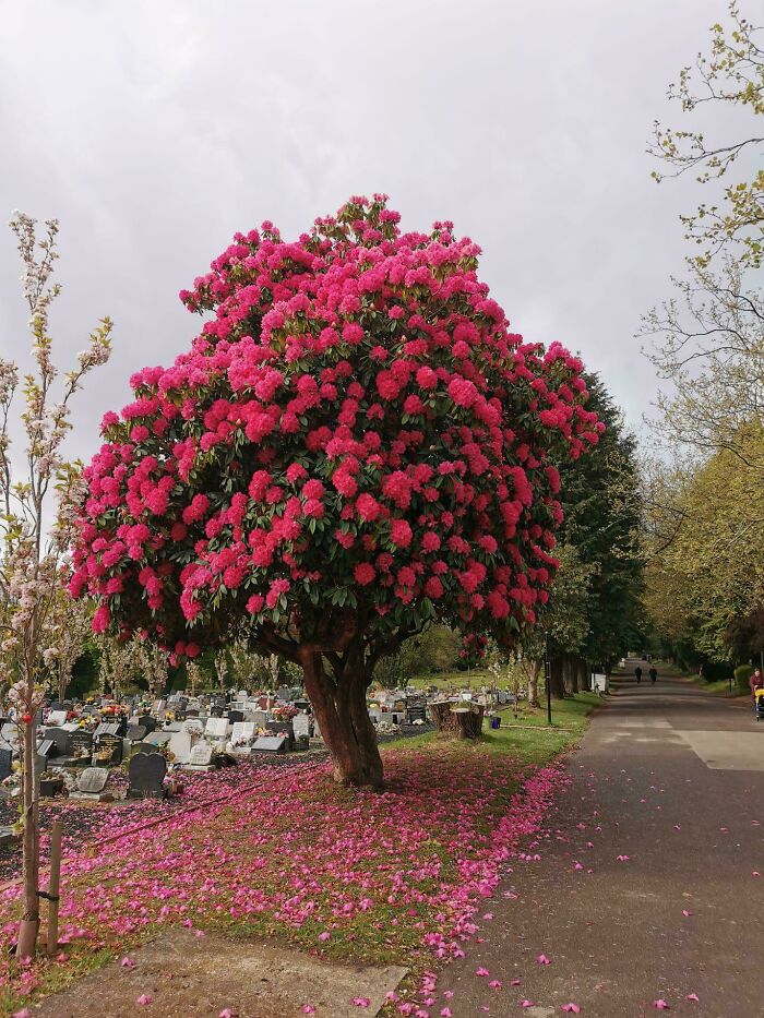 A vibrant rhododendron tree, full of pink blooms, next to a path in a cemetery. A satisfying picture for a gentle reset.