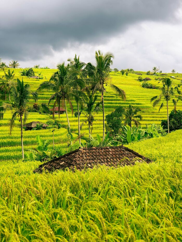 Vibrant green rice terraces under a cloudy sky, with palm trees and a rustic house nestled in the fields, a gentle reset button.