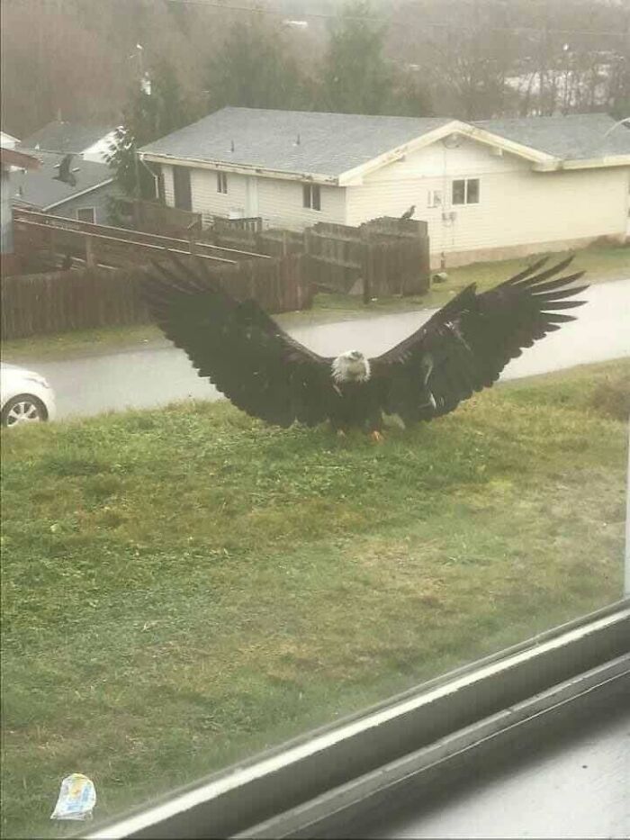 Uplifting post featuring a large eagle with outstretched wings on a grassy lawn.