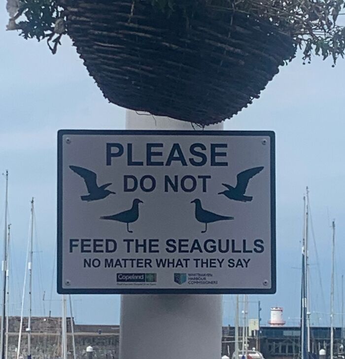 Funny sign asking people not to feed seagulls no matter what they say