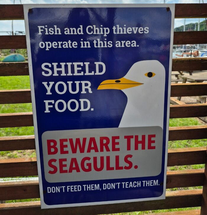 Humorous British sign warning to shield food from seagulls