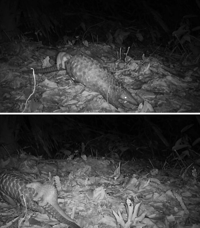 Sunda Pangolin And Baby In Pu Mat National Park, Vietnam