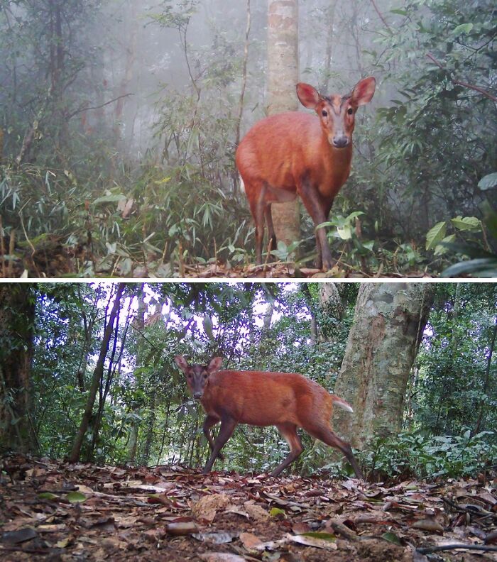 Northern Red Muntjac In Pu Mat National Park, Vietnam
