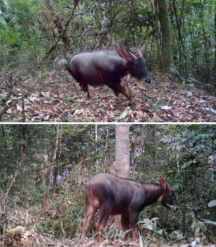Chinese Serow In Pu Mat National Park, Vietnam