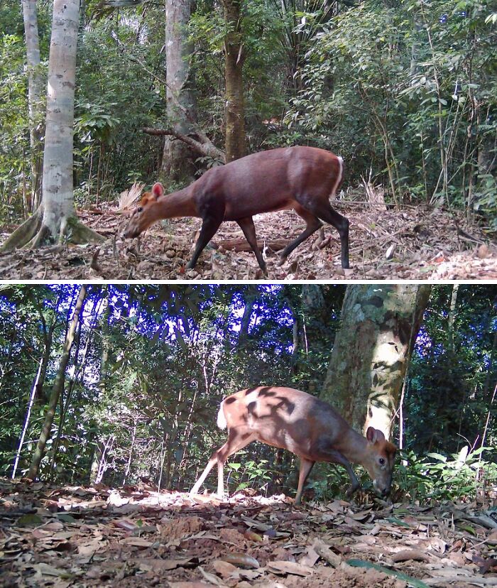 Annamite Muntjac In Pu Mat National Park, Vietnam