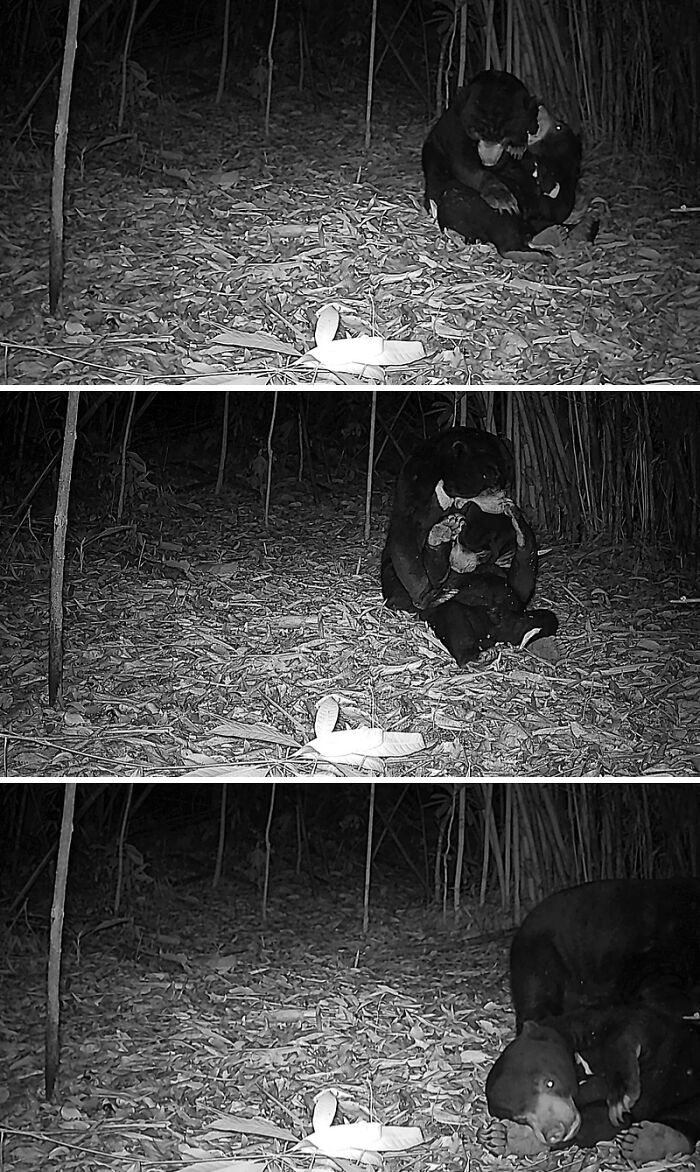 Play-Fighting Sun Bears