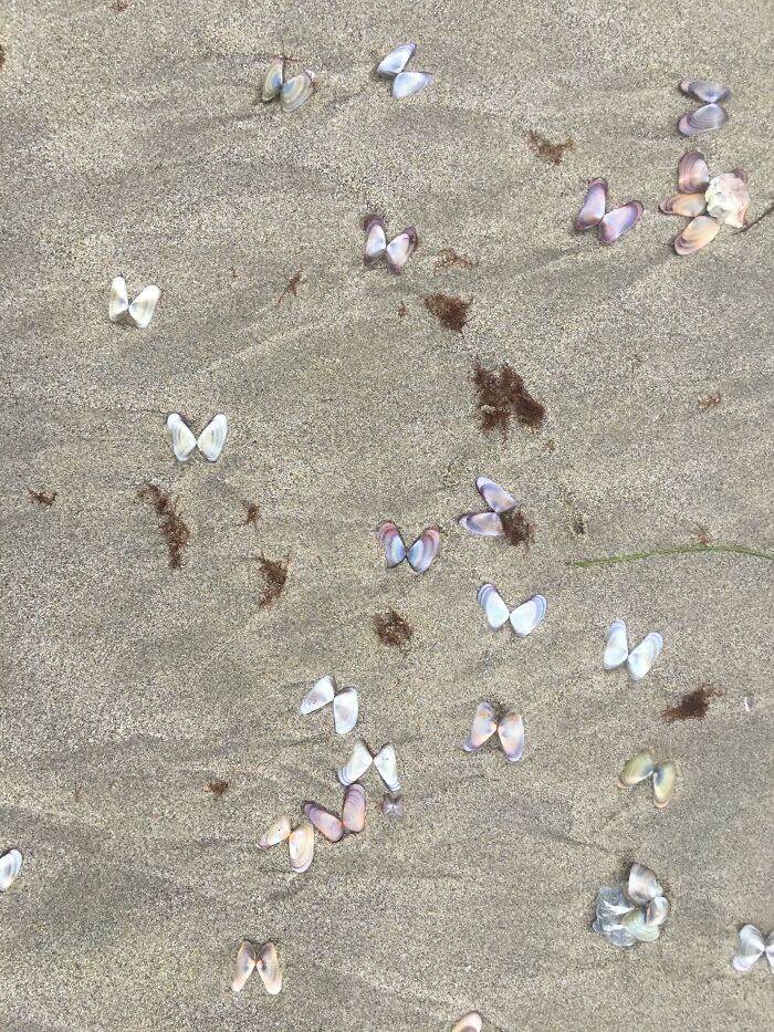 Sand with seashells scattered in butterfly-like pareidolia shapes