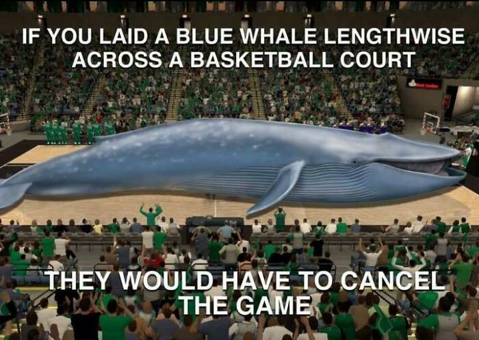 A giant blue whale laid lengthwise across a basketball court, making this anti-meme surprisingly funny.