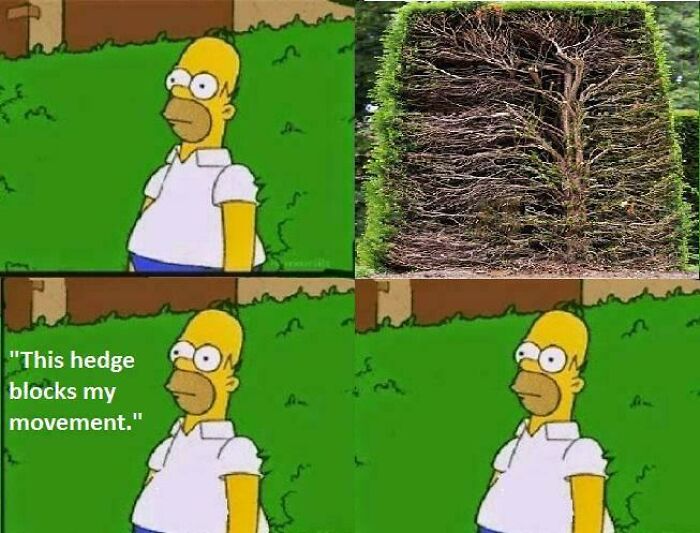 Homer Simpson looking at a dense hedge, then uttering 'This hedge blocks my movement.' A surprisingly funny anti-meme.
