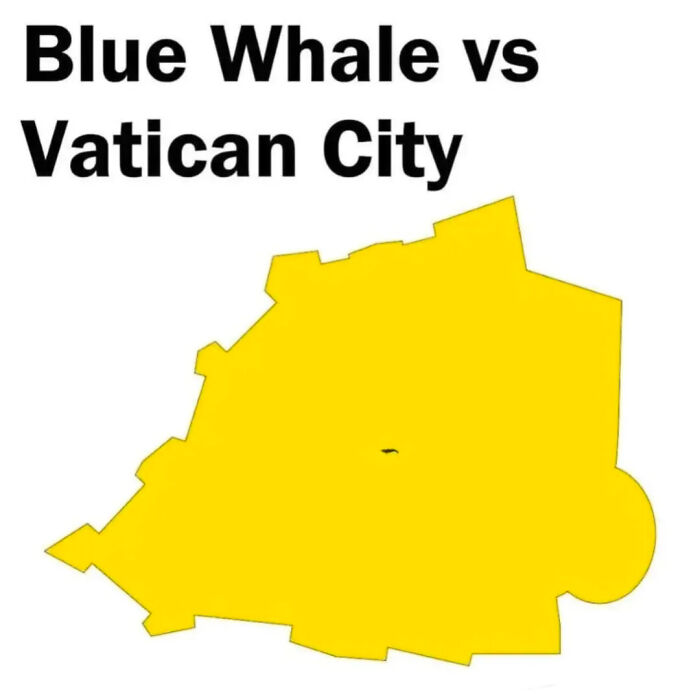 Size Comparison