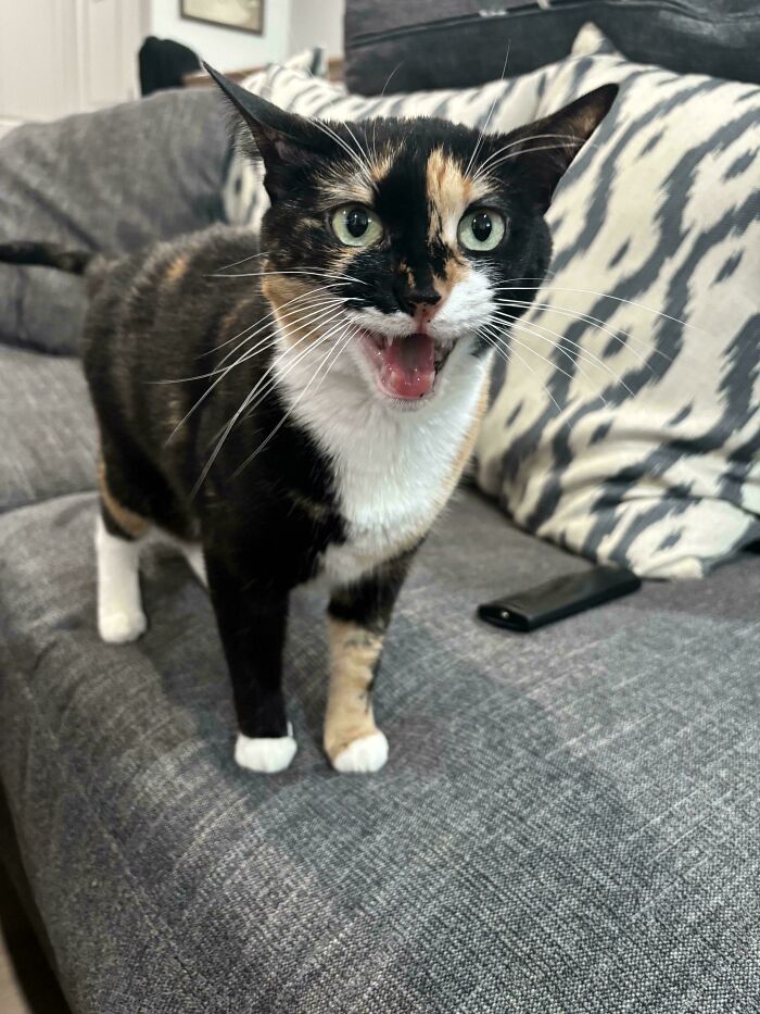 Calico cat meowing animatedly on a gray sofa