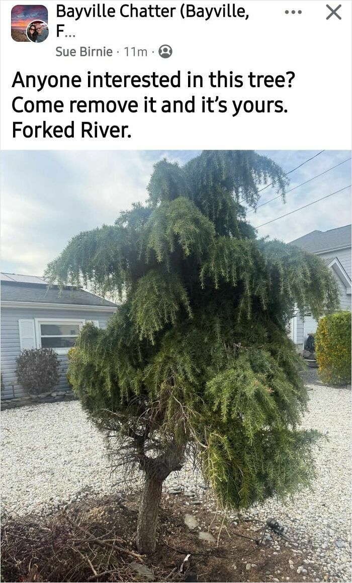 A shaggy green tree offered for free removal. Some people thought they would earn quick money with this but got shamed for selling trash.