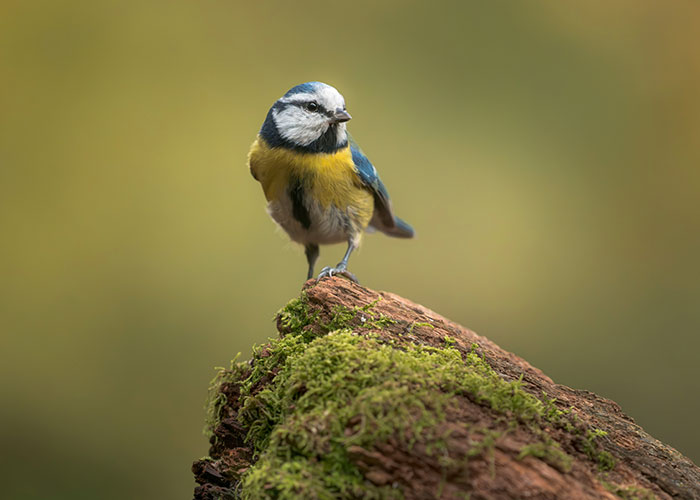 Um pequeno pássaro azul e amarelo empoleirado num tronco coberto de musgo, parecendo alerta. Este estudo de aves destaca as aves e o gênero.