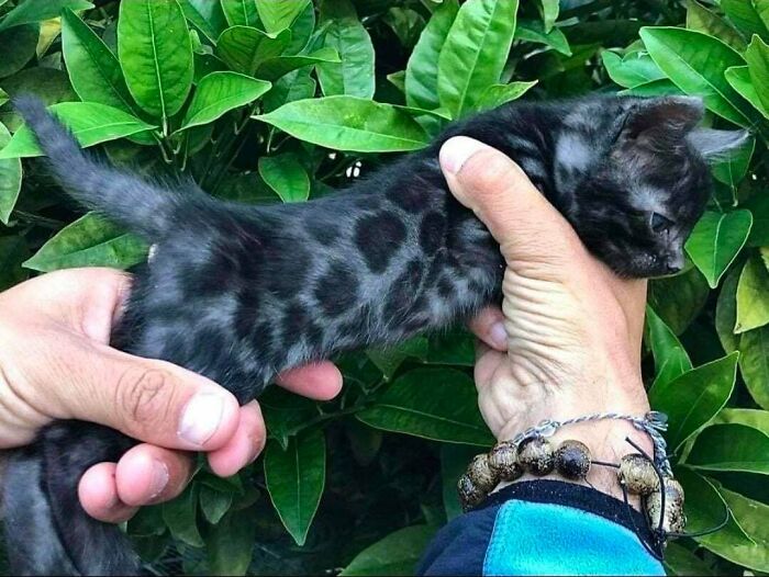 A pair of hands gently holding a small, dark spotted kitten, an uplifting post.