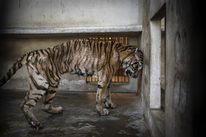 “Breeding Machine” By Amy Jones