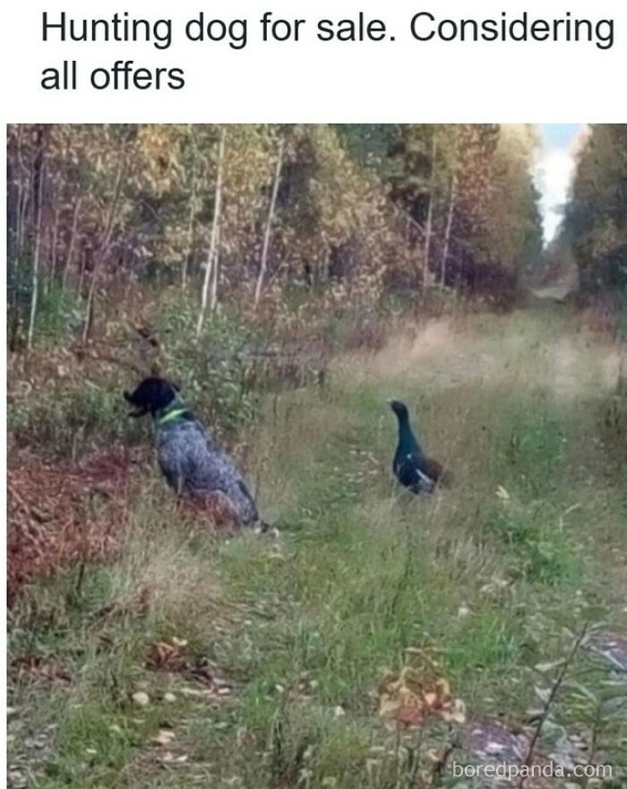 Hunting dog standing in grass near a duck, surrounded by trees on a forest path in a funny dog meme.