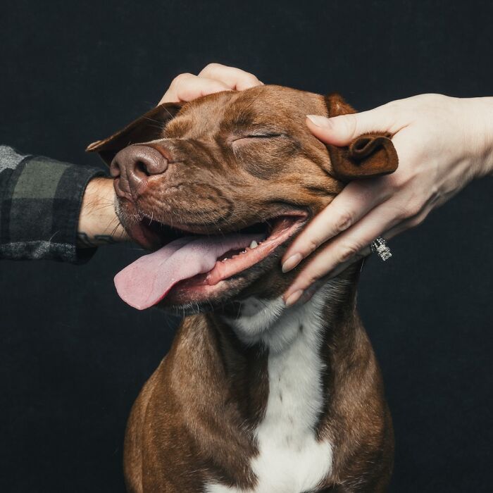 “Gotcha Day!” Captures Heartwarming Studio Portraits Of Rescue Dogs And Their Forever Humans (40 Pics) Interview