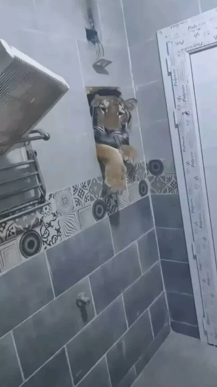 A weird image of a tiger emerging from a hole in a tiled wall, its paws extending. One of the weird images.