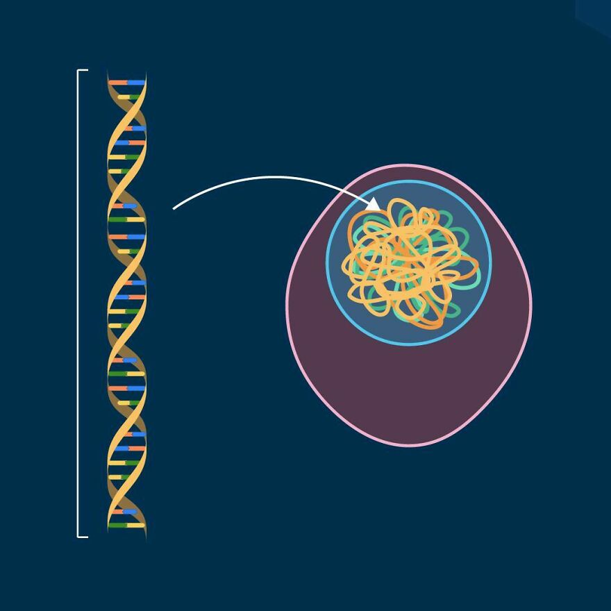 Illustration of a DNA double helix and its compact form within a cell, hinting at bizarre human body quirks.