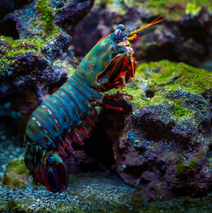 Vibrant blue and orange mantis shrimp among colorful coral and rocks, showcasing amazing facts about the world.