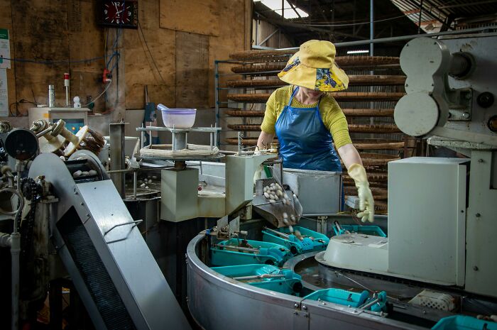 A worker in a yellow hat, green shirt, and blue apron operating machinery that processes silkworm cocoons. This could be a workplace incident.