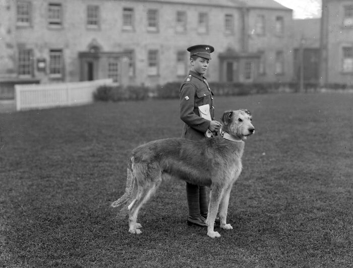 Young soldier standing with a large Irish Wolfhound on grass, showcasing rare and interesting historical moments.