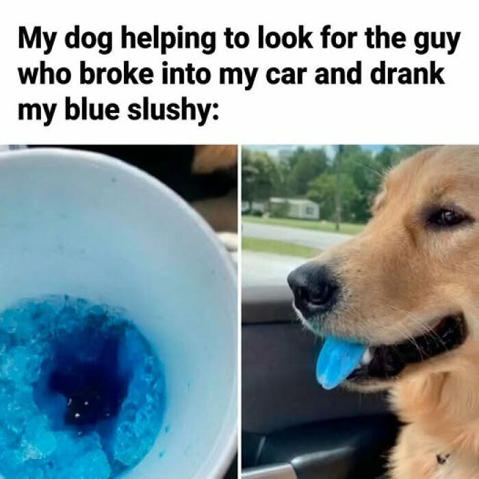 Dog with a blue tongue next to an empty cup of blue slushy, a humorous food meme bringing quick chuckles.