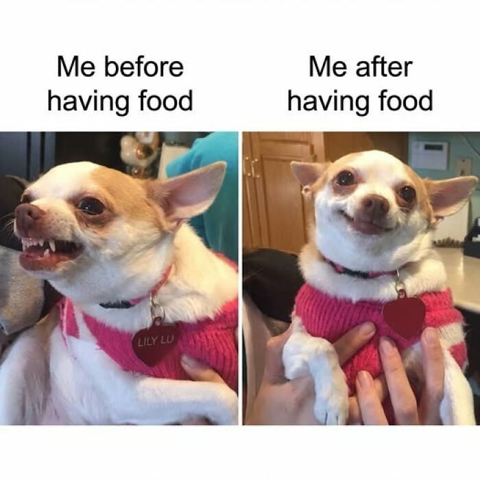 Chihuahua before and after having food, showing angry versus happy expressions in a humorous food meme.