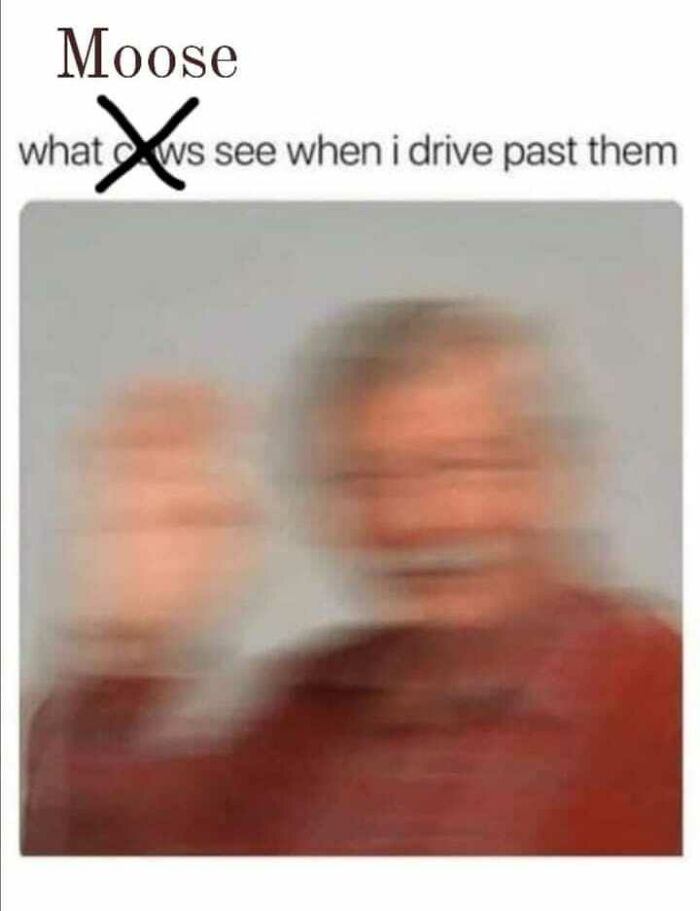 A funny meme about living in Alaska: a blurry image of a person with the caption "Moose: what crows see when I drive past them."