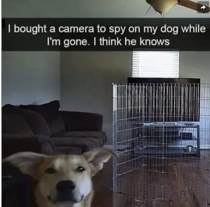 Mischievous dog in living room peeking at camera, with a playpen and couch in the background in a funny dog meme.