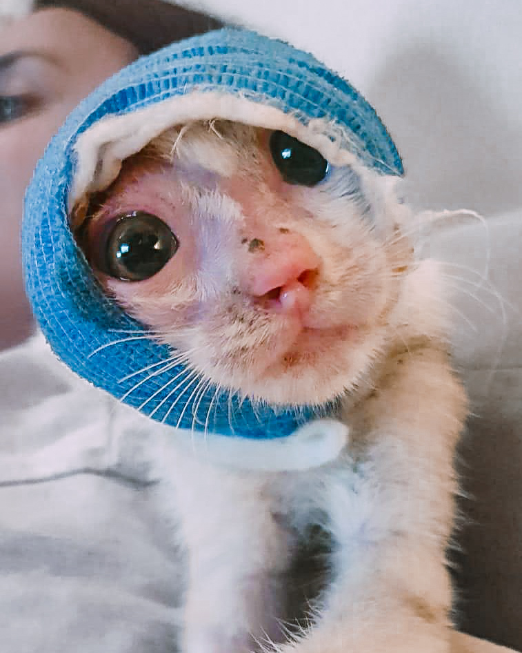 Two Severely Injured Kittens Found Love And a Forever Home Thanks To A Caring Vet