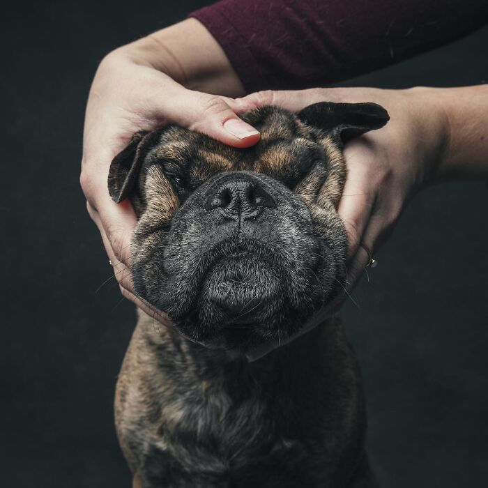 “Gotcha Day!” Captures Heartwarming Studio Portraits Of Rescue Dogs And Their Forever Humans (40 Pics) Interview
