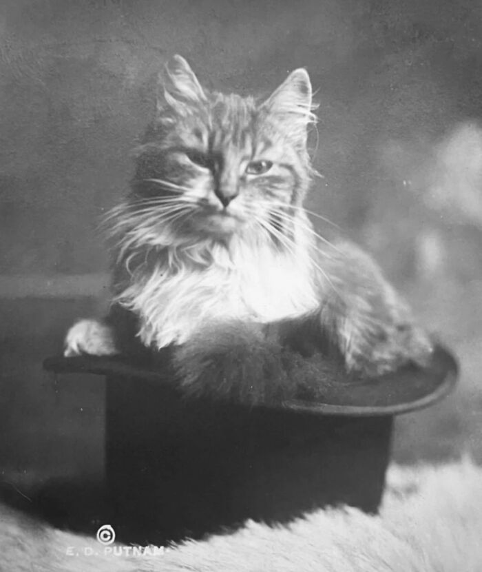 These Charming Vintage Cat Photos Are Taking Over Instagram—and People Can’t Get Enough (30 Pics)