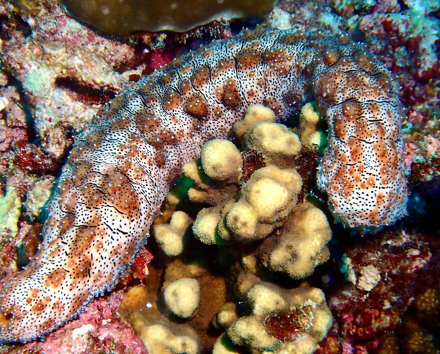 A sea cucumber on coral, showcasing one of 15 animals terrified by danger with speechless reactions.