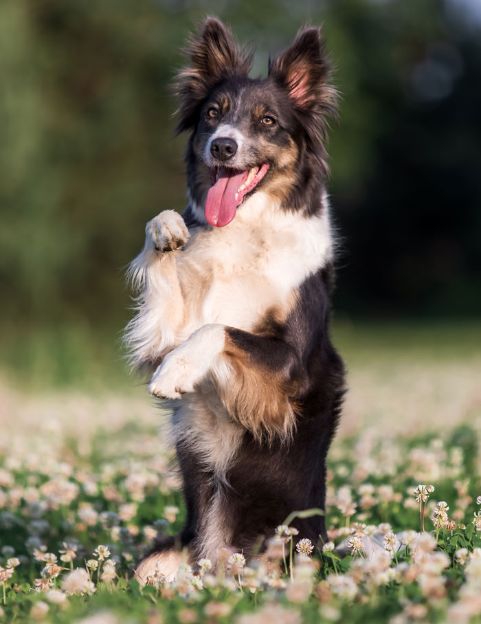 My Wife And I Had To Explain To The Neighbor That Our Dog Is Part Of Our Family, And No They Can't Just Have Him