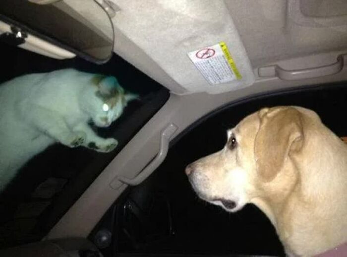 A weird image of a white cat on the car windshield, its eyes glowing, facing a yellow lab inside the car.