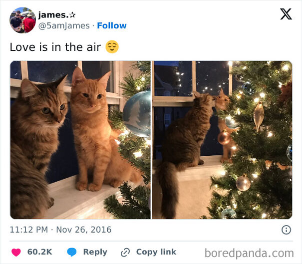 Two wholesome cats, one brown and one orange, near a Christmas tree. The brown cat licks the orange cat's head.