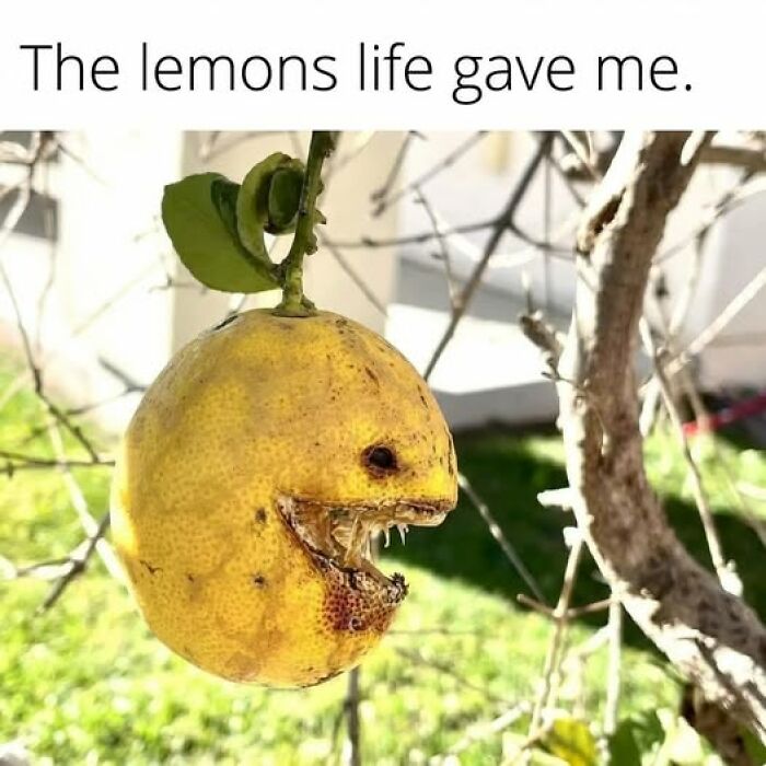 A lemon on a tree with a carved face resembling a monster, featured in funny food memes for quick chuckles.