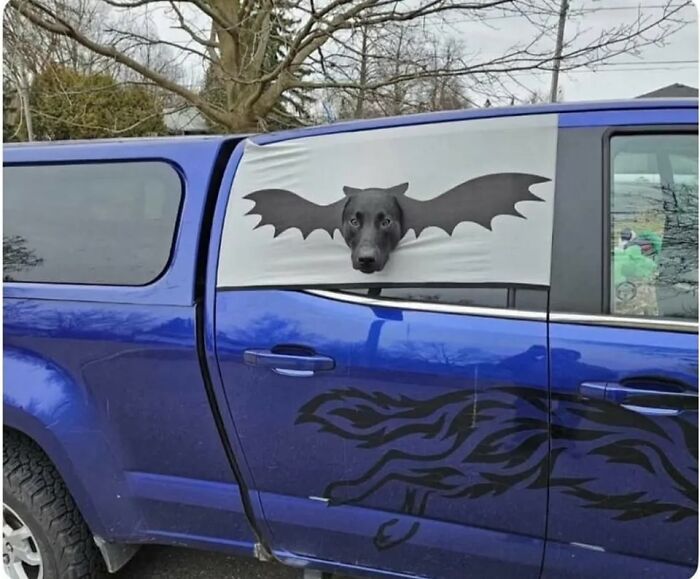 A weird image of a black dog in a car window, with bat wings attached to its side, making it look like a bat dog.