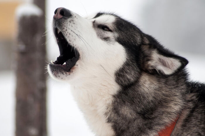 A husky dog howling, its mouth open wide, creating a disturbing sound in a snowy outdoor setting.