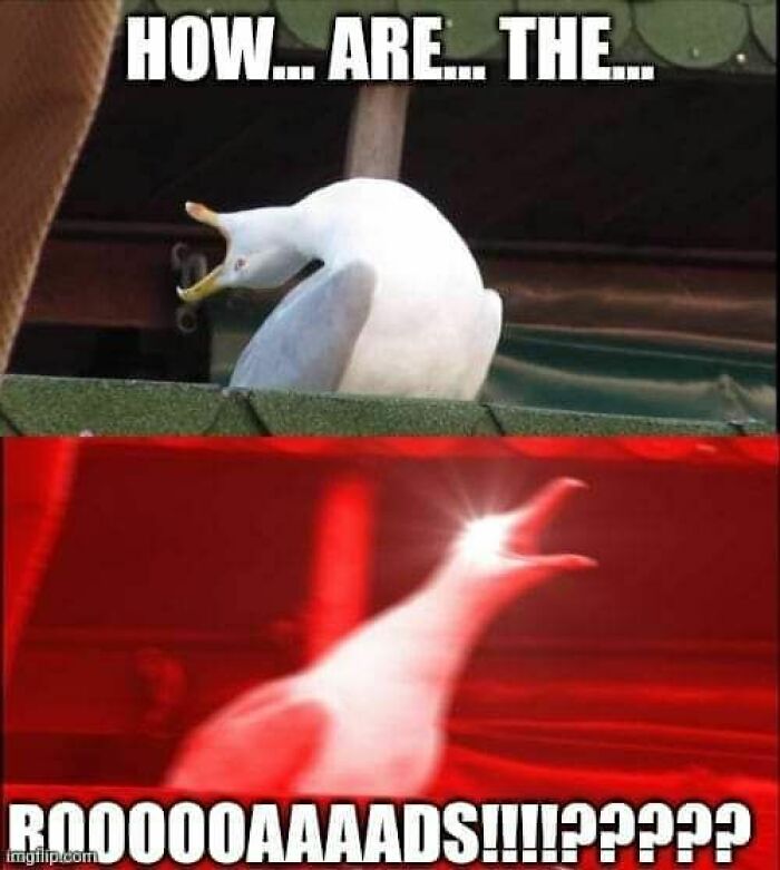 A two-panel meme with a screaming seagull asking about the "roads". Hilarious memes about living in Alaska.