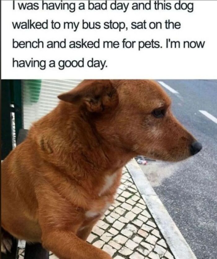Brown dog sitting at bus stop bench looking thoughtful, a cute and funny dog brightening someone's day.