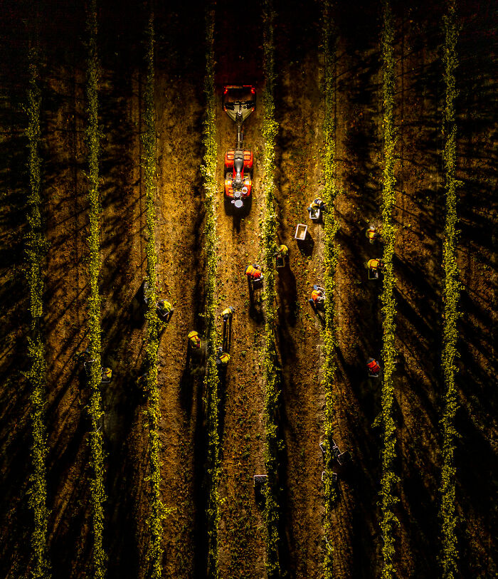 Louis Jadot Wine Photographer Of The Year - People: Night Harvest From Above In Los Carneros By Andrew Lincoln