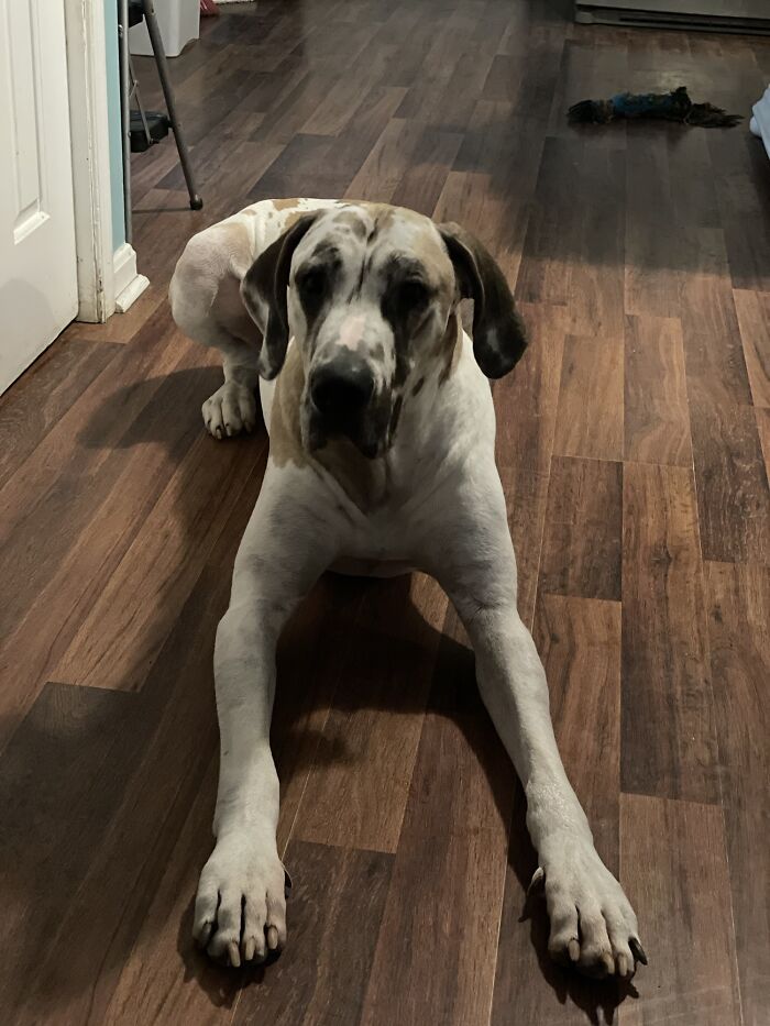 Great Dane dog lying on a wood floor, highlighting stories that sound made up but are 100% real.