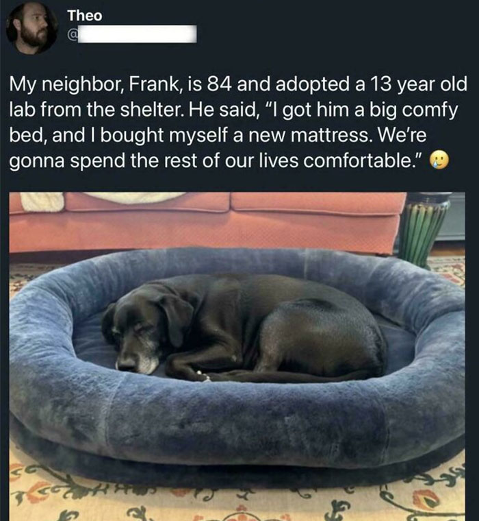 Black lab sleeping comfortably in a large cushioned bed, part of wholesome stories about adoption and companionship.