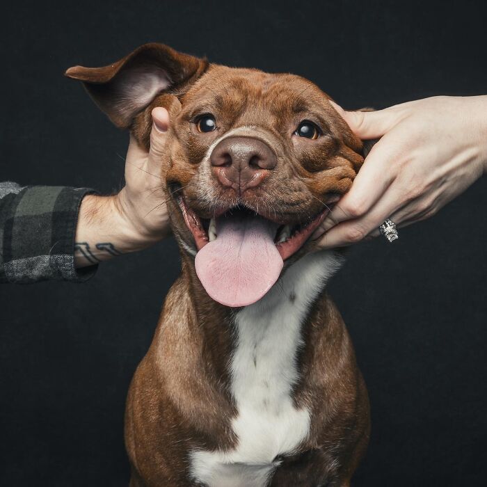 “Gotcha Day!” Captures Heartwarming Studio Portraits Of Rescue Dogs And Their Forever Humans (40 Pics) Interview