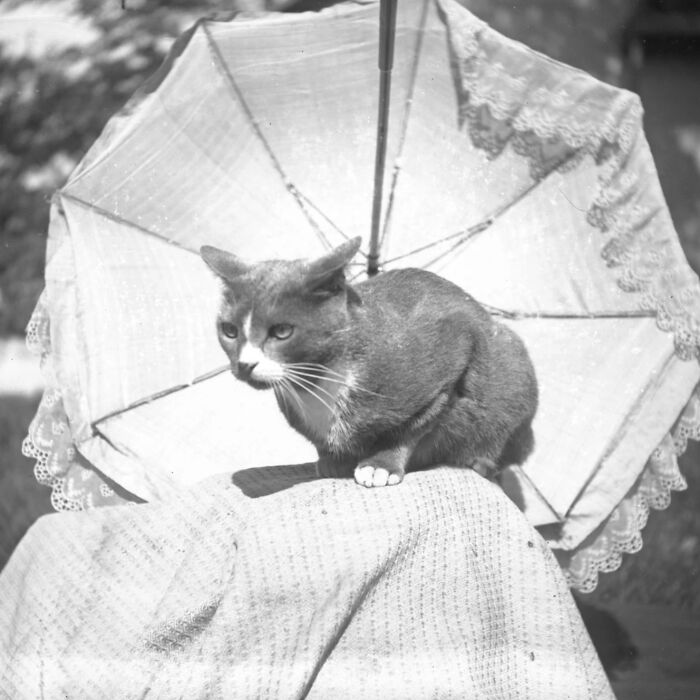 These Charming Vintage Cat Photos Are Taking Over Instagram—and People Can’t Get Enough (30 Pics)