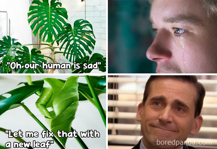 A collage of memes: a Monstera plant with text, a person crying, a new plant leaf, and Steve Carell. Crazy plant parent memes.