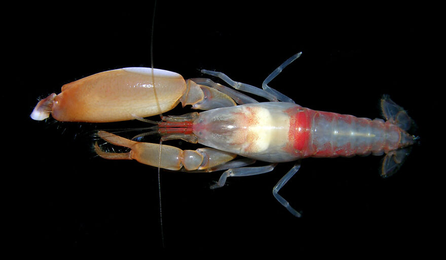 A terrified animal, a snapping shrimp with one oversized claw, is depicted against a black background. Its reactions are fascinating.